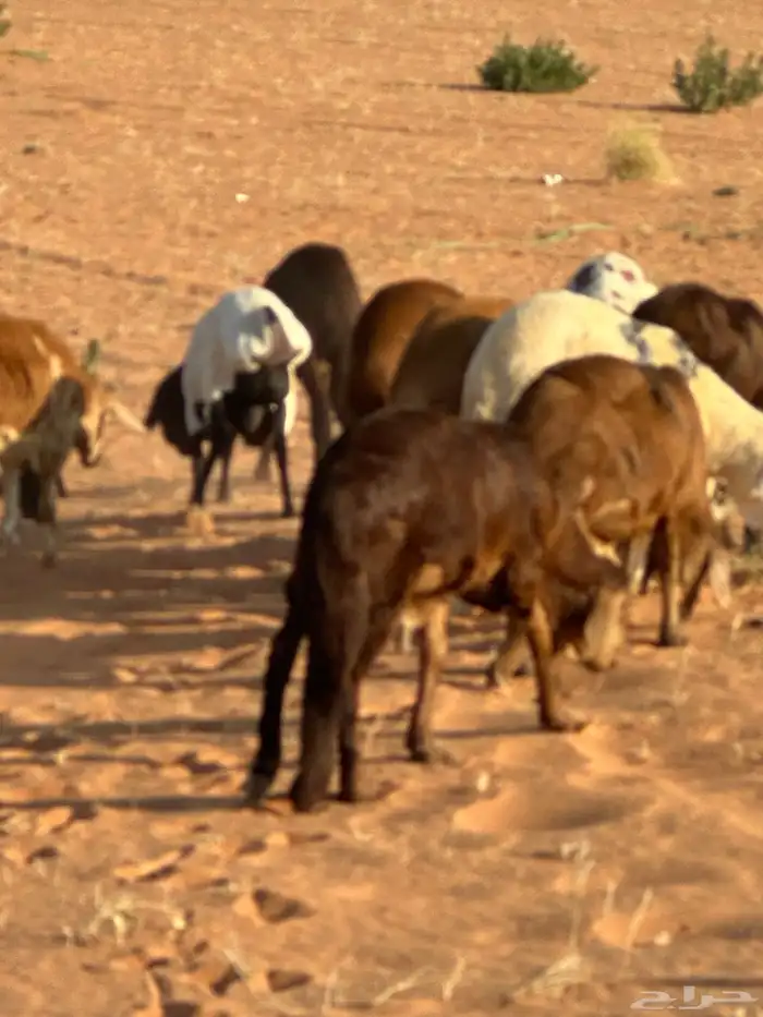 رفيد جذعان مرابي طب وتخير 82