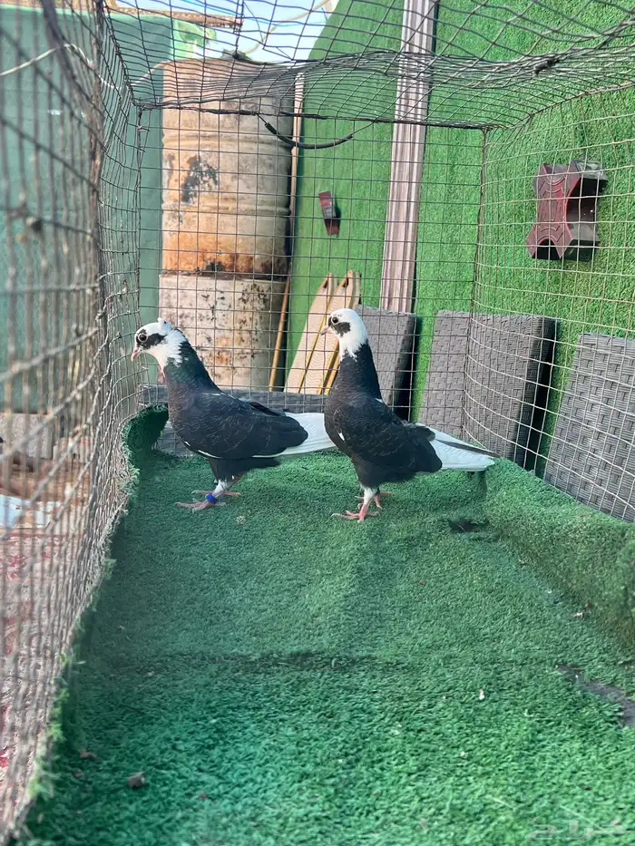 حمام قطايف طبات 4