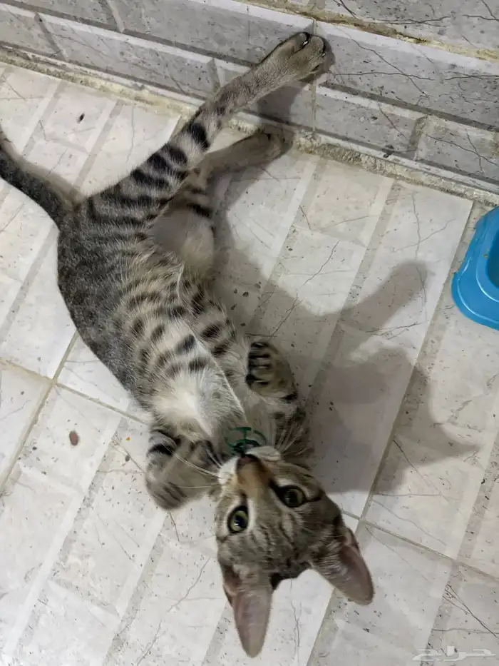 قطط للتبني 17