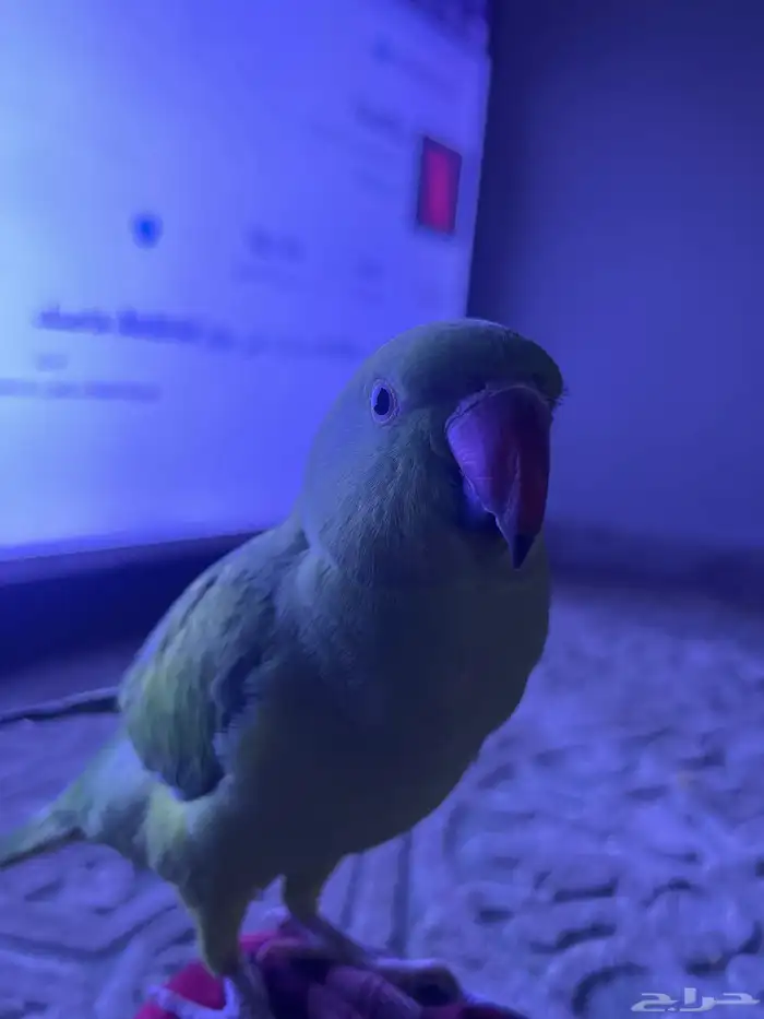 ببغاء 3