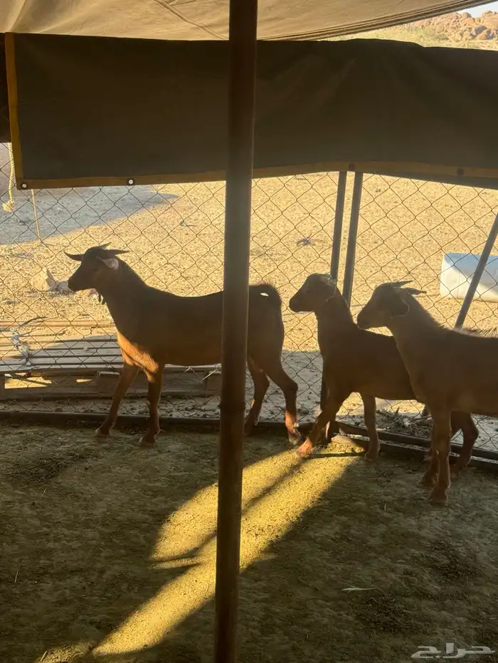 تيوس سمان ونضاف 0