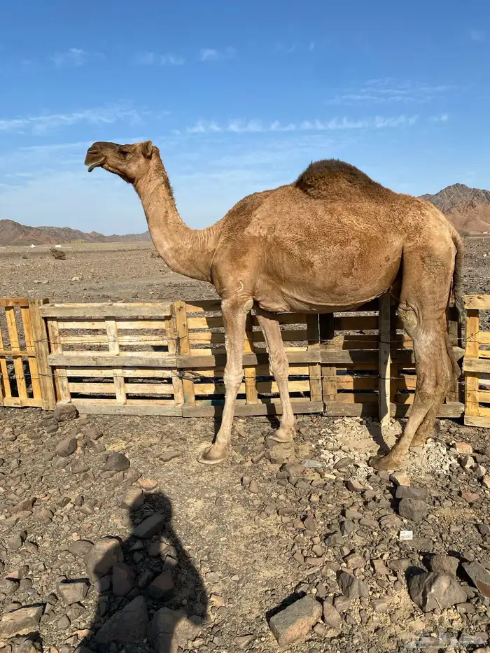 حمراء دهماء ضريبه مجموع بالحليب مبيوع ولدها الحد 4800 0