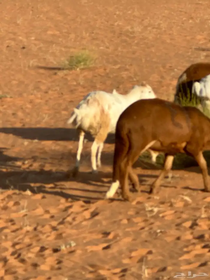 رفيد جذعان مرابي طب وتخير 81