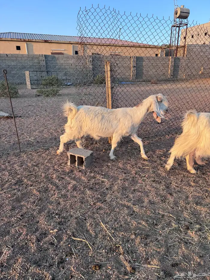 معزا مصريات جم دفيع وحليب 15