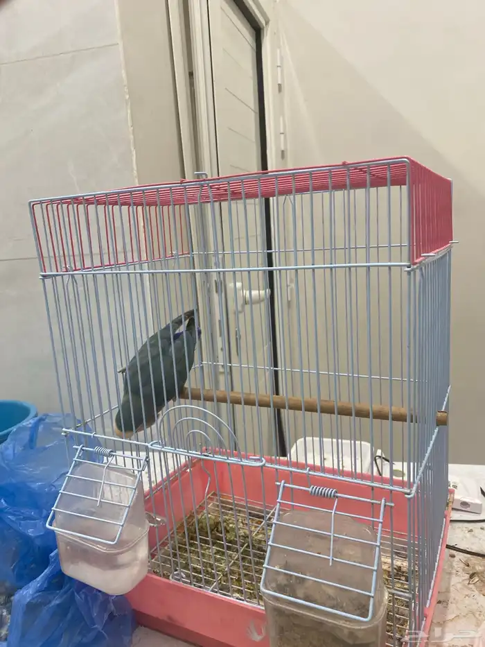 طير روز البيع على السوم 0