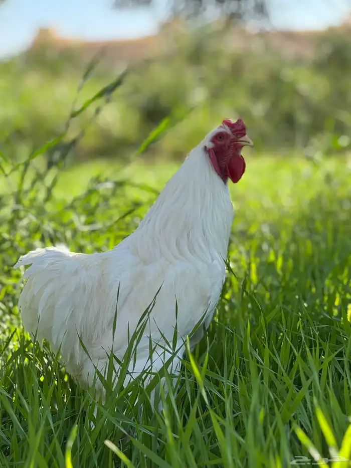 براهما - صيصان ابيض صك - اطباق بيض 6