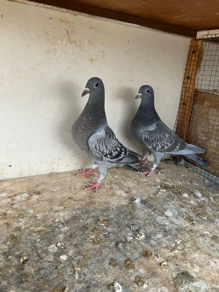 طبه زاجل سباق 1