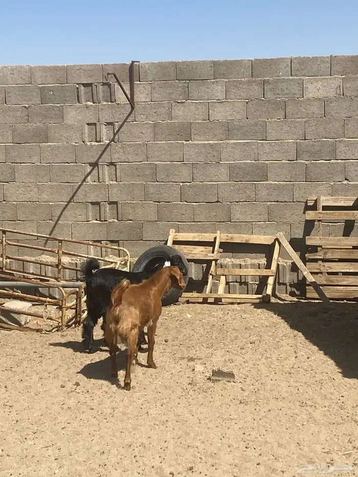 تيوس خمسه شهور مشاريع وتواما الثنين 0