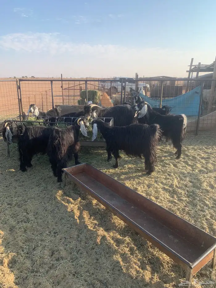 معزا عوارض فاخرات صنف الصنف( تم البيع ) 3