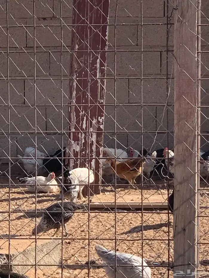 دجاج بلدي ساجر 3