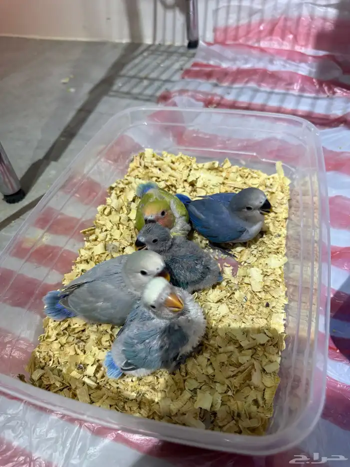 فروز روز مجانين غر 0