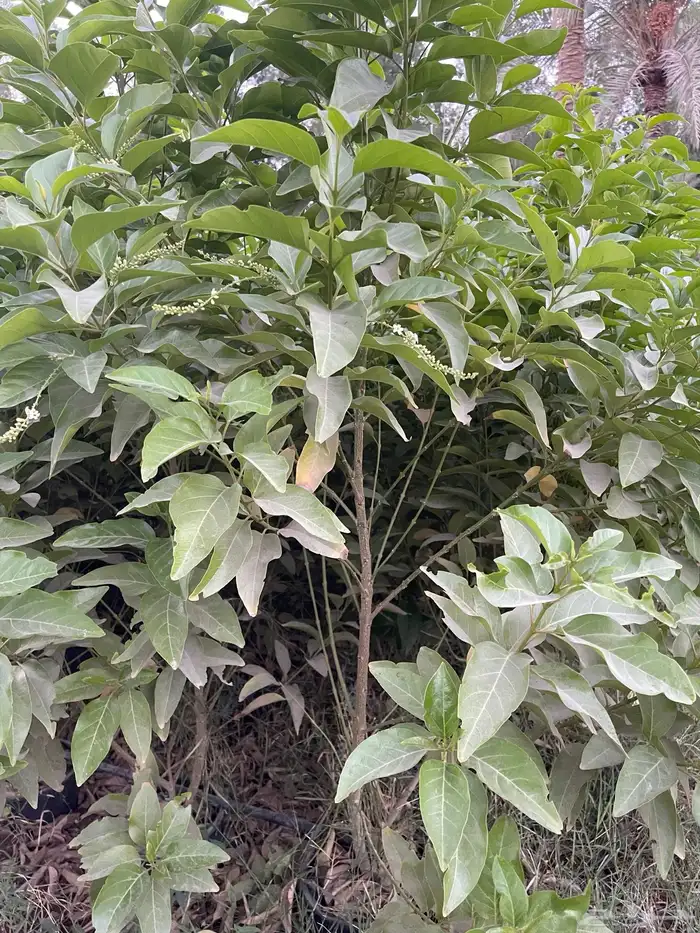 شتلات ياسمين استرالي تتحمل الحر 2