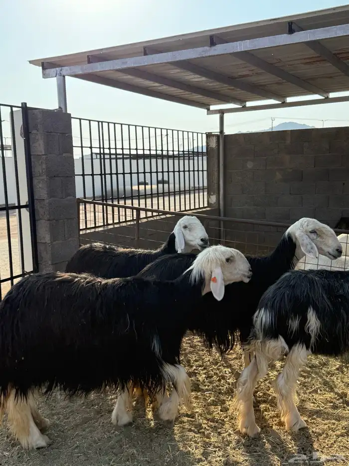 ضان مضاريع 0