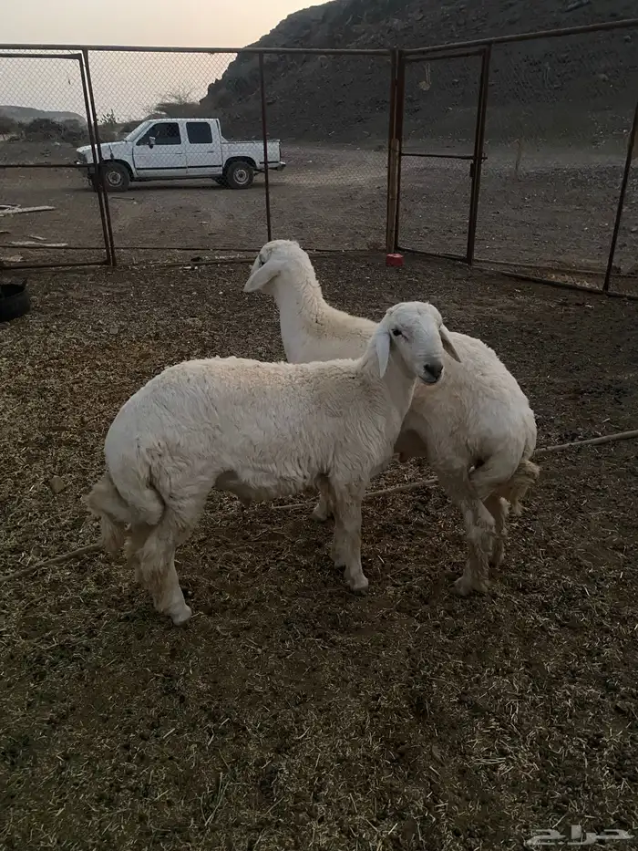 طليان للبيع ذبايح طيبه 0