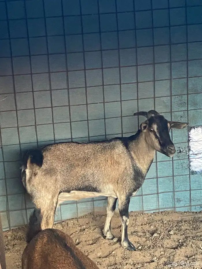 عنز جنوبيه حايل 2