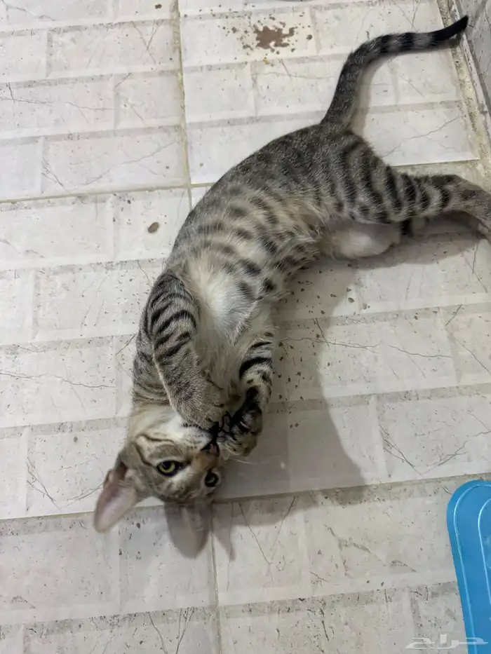 قطط للتبني 9