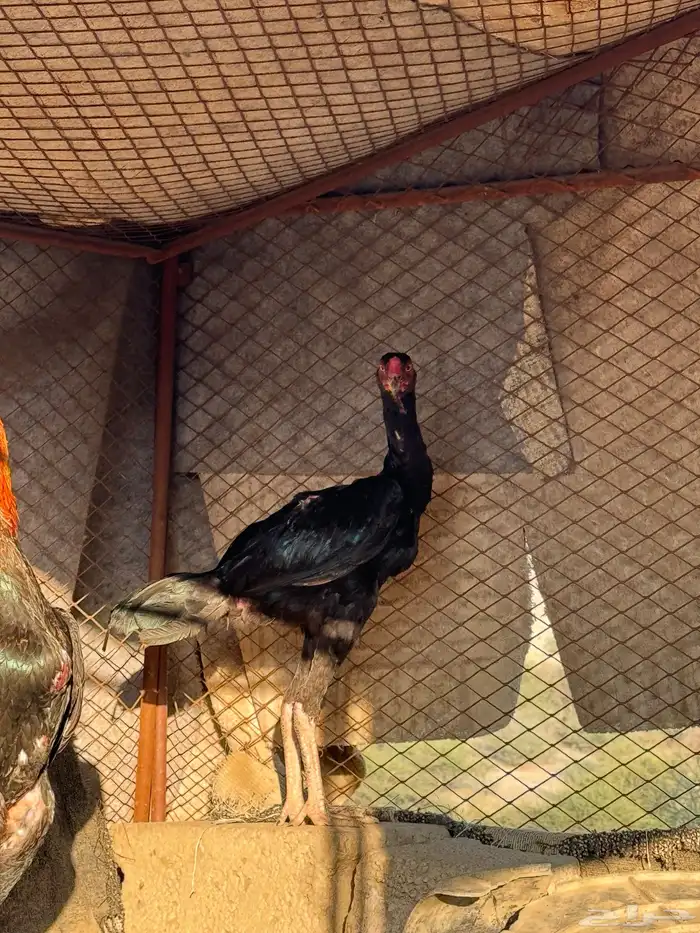 ديك شاكو الماني للبيع 3