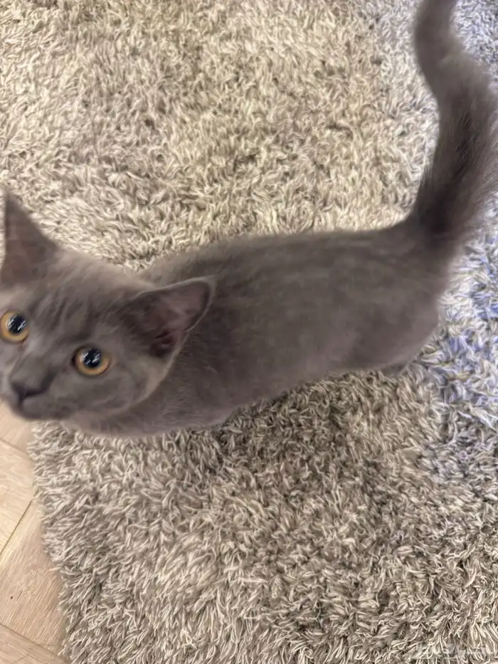 للبيع قطوة سكوتش ستريت أنثى 1