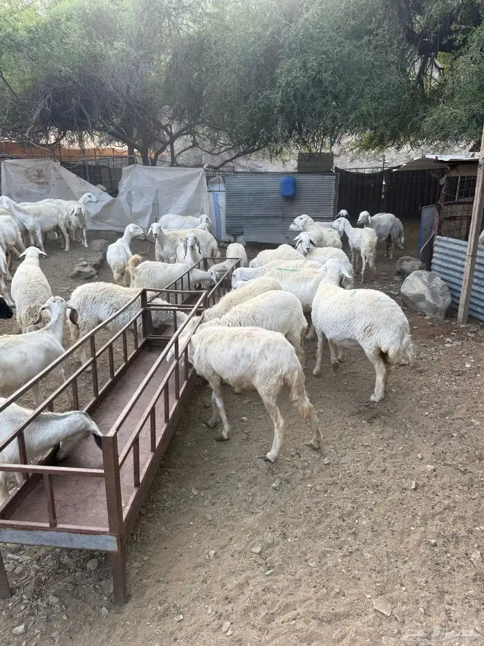 غنم البيع العدد 75 تحتها 8 13