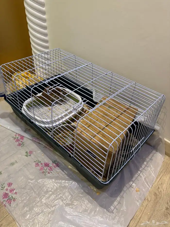 ميركات تيمون 1