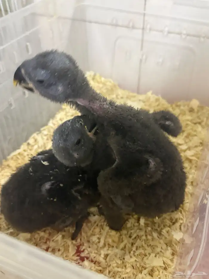 فروخ اكلوكتوس اناثي 1