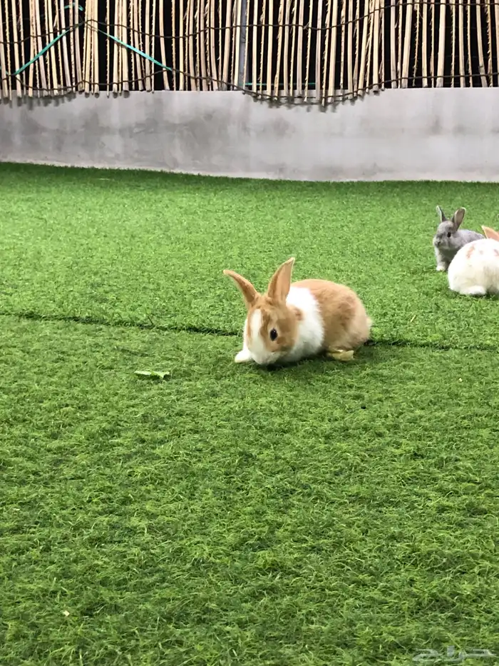 ارانب صغار 17