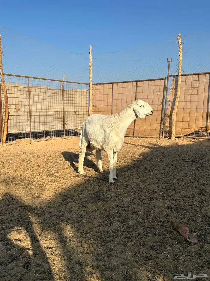 مشروع فحل صنف 1