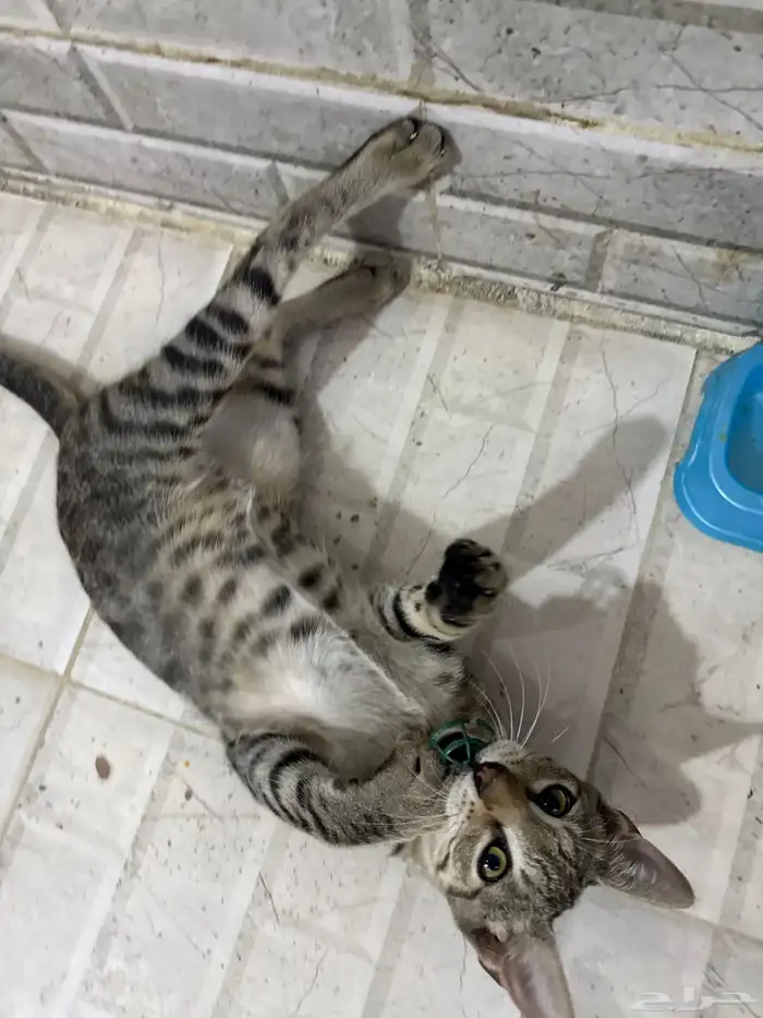 قطط للتبني 16