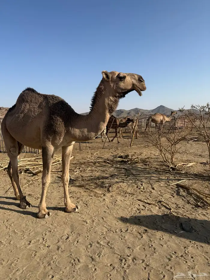 بكره حمراء باتليه كفو السن ثنيه تربع على جميع الشروط 0