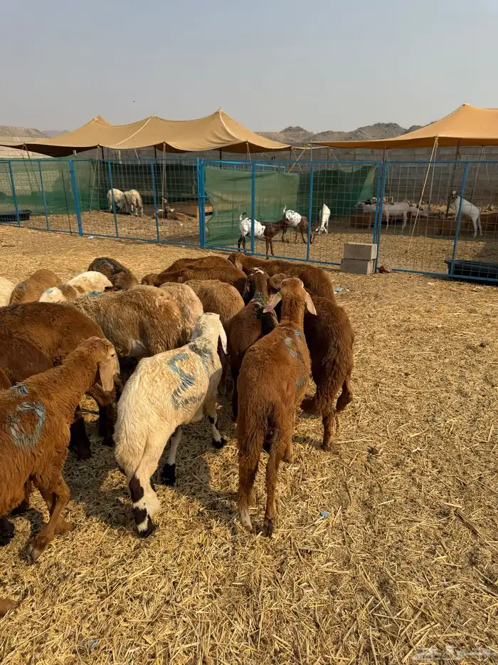 طليان سواكن 4