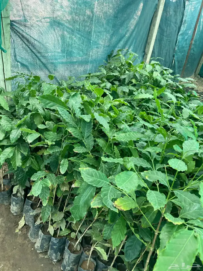 شتلات بن صالبي 4