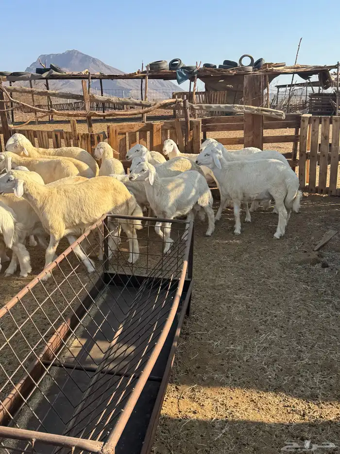 طليان ذبائح من مراحي 3