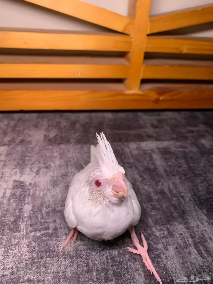 فرخ كروان البينو 0