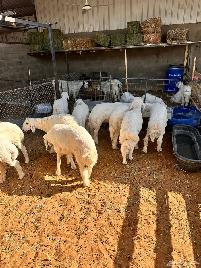 خرفان حريه اعمارها 3-4 شهور عدد 20 البيع جمله وتفريد 1