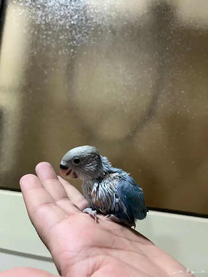 فرخ روز فايلوت ( أزرق ) 1