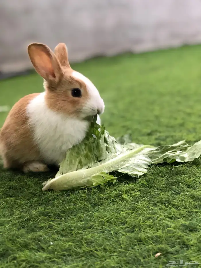 ارانب صغار 9