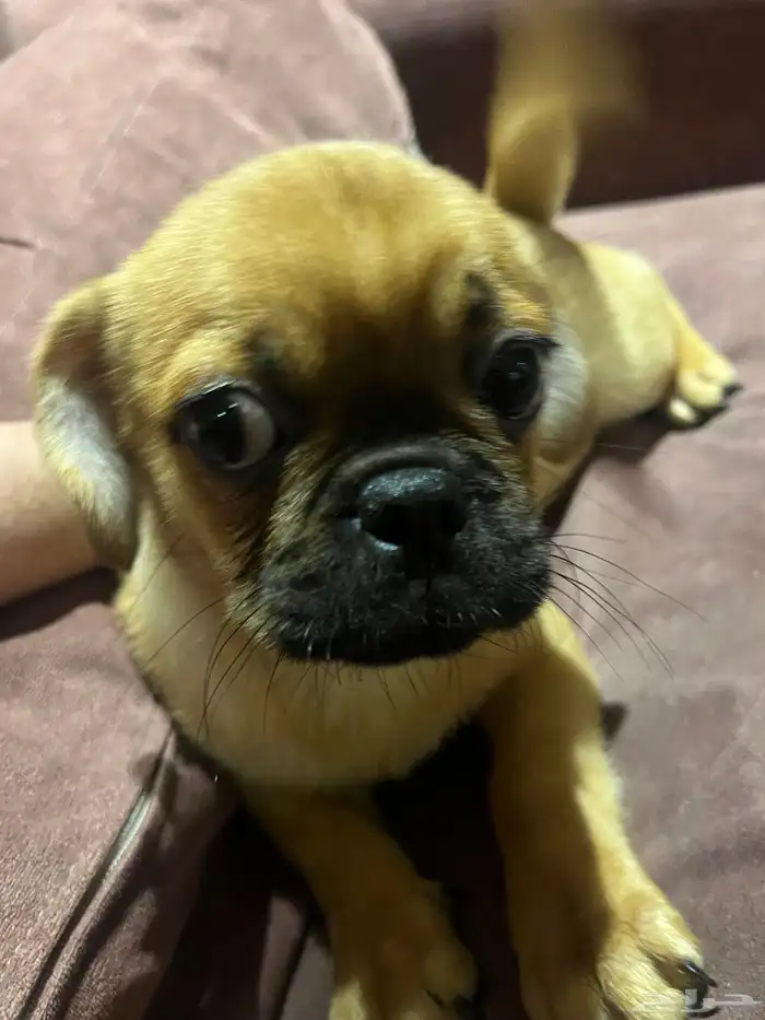 كلب كلاب باغ اليف نظيف 1