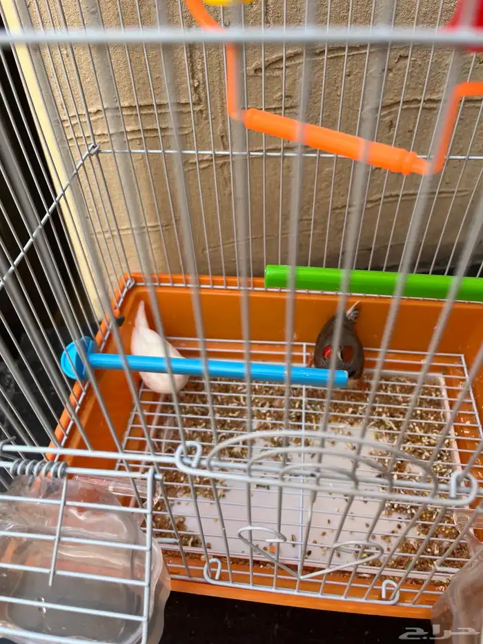 عصافير زينه للبيع 1