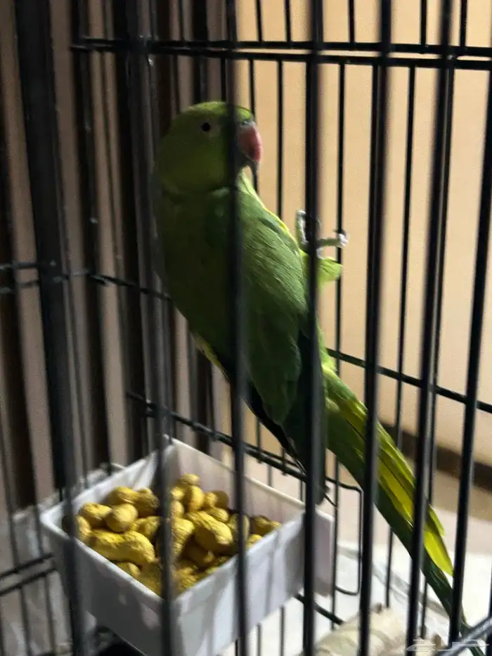 ببغاء درة هندي 7