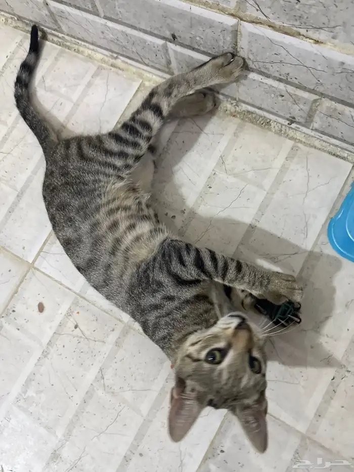 قطط للتبني 13