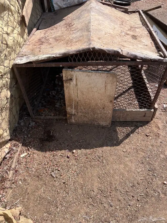 شبوك بقلاوه 1