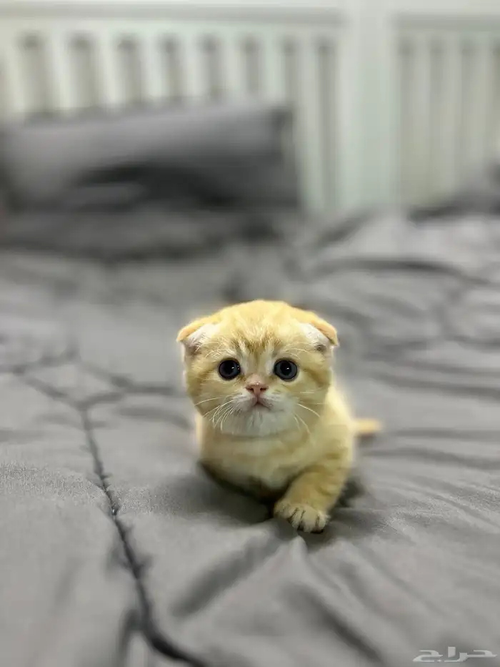 قطه صغيره سكوتش فولد 0