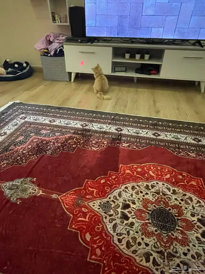 قط شيرازي اورنج كات بكامل اغراضه 4