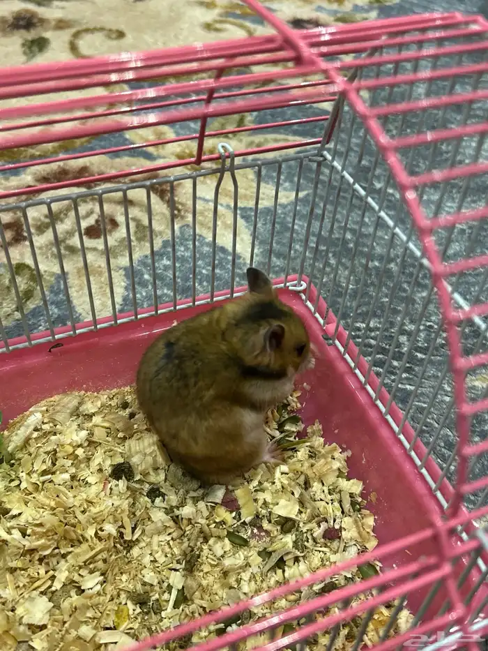 هامستر سوري 1