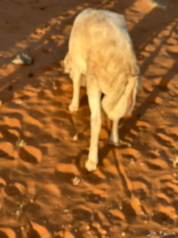 رفيد جذعان مرابي طب وتخير 51