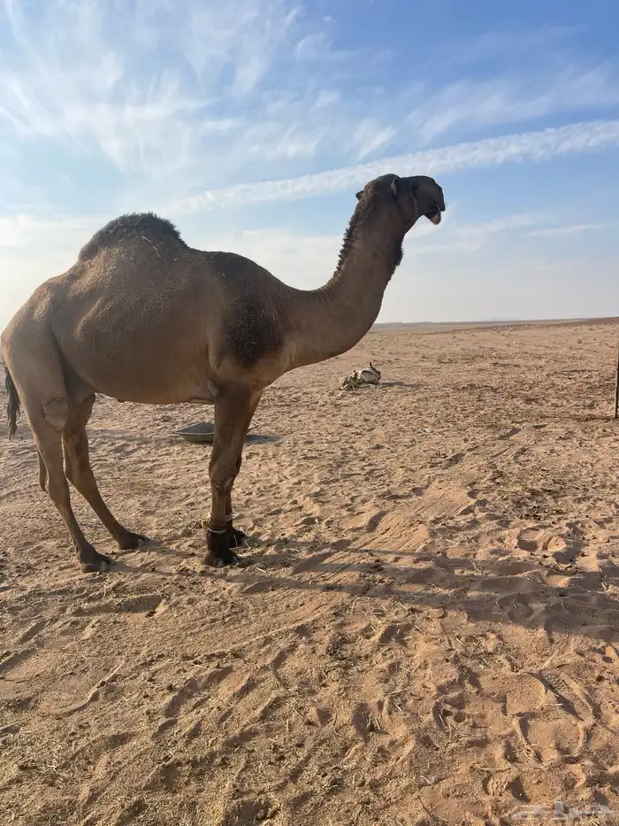 بعير دبياني سدس على الشرط 1