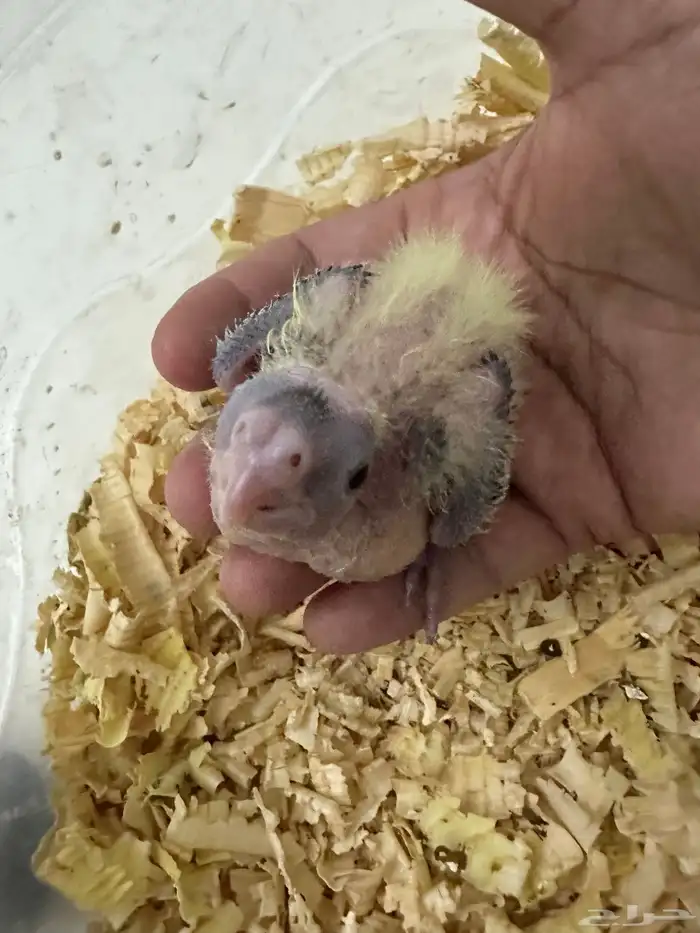 للبيع كروان غر ب 80 1