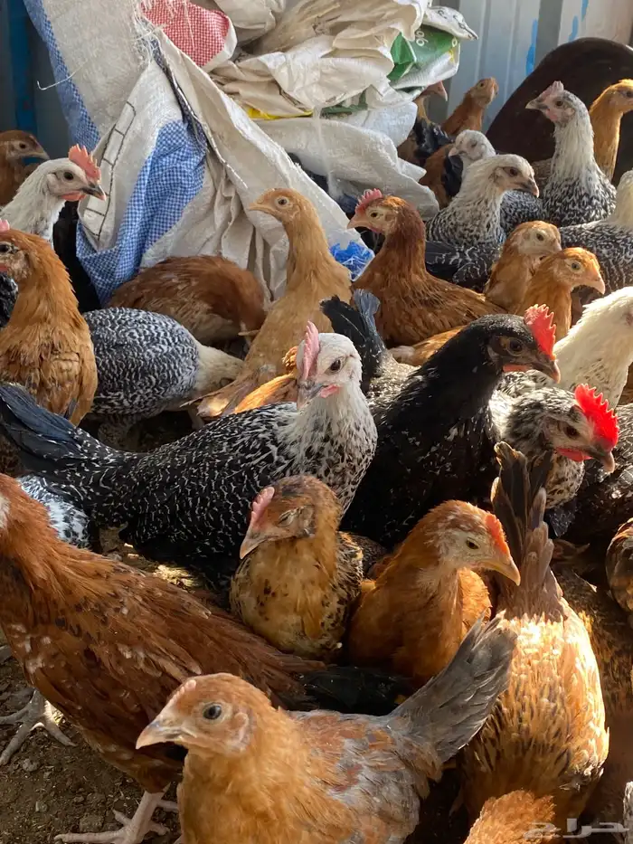 فراريج بلدي 6