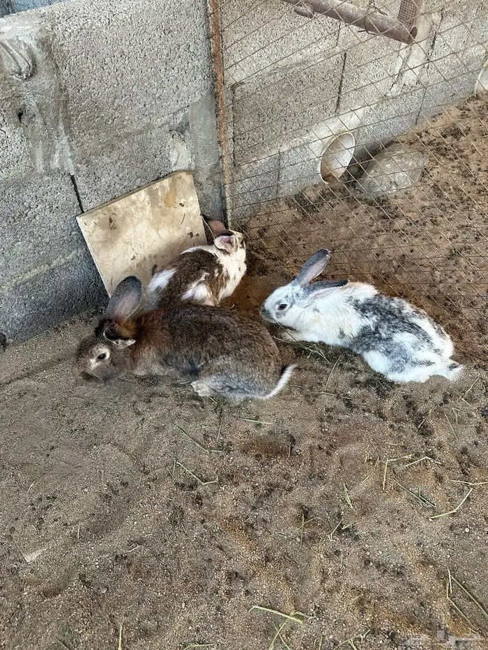 ارانب للبيع 2