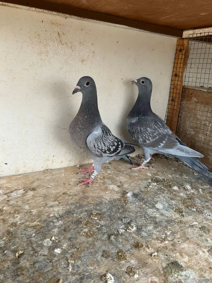 طبه زاجل سباق 0